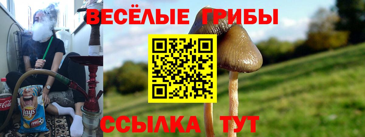 Сунжа  Галлюциногенные грибы GOLDEN TEACHER  Вход с VPN  Галлюциногенные грибы MAGIC MUSHROOMS 